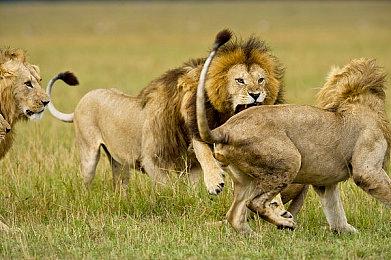 《艾尔登法环》庞大开放世界让开发组费尽心血